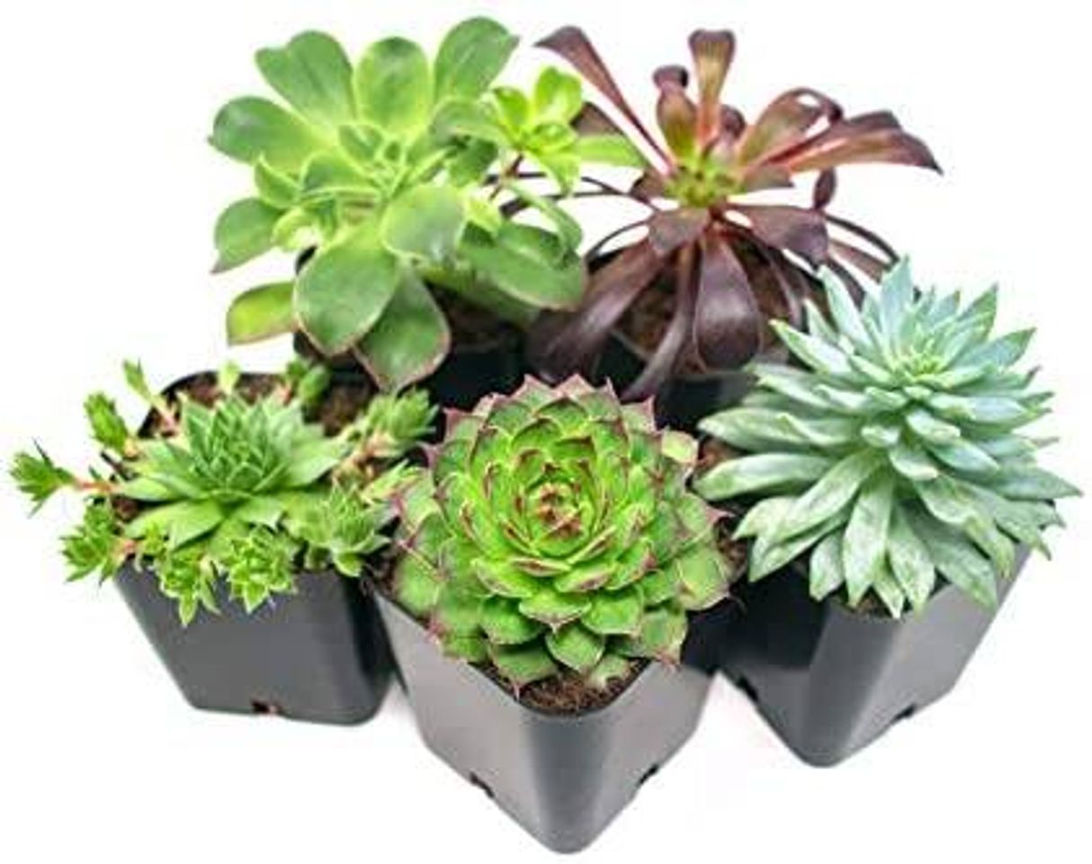 Social 5 paquetes), totalmente enraizadas