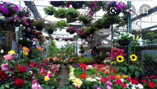 Mercado de Flores Nativitas Xochimilco