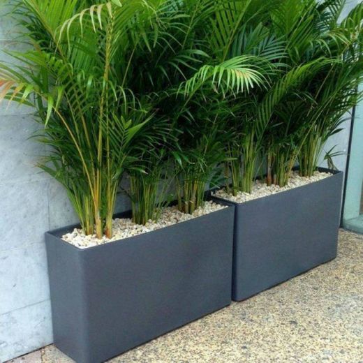 Planta de interior de Botanicly - Palma Areca - Altura