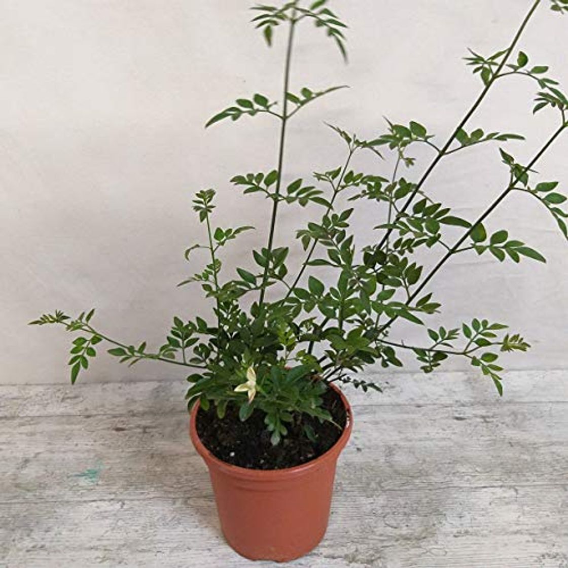 Product Planta Jazmin Grandiflora(Jazmín Andaluz) PORTES GRATIS