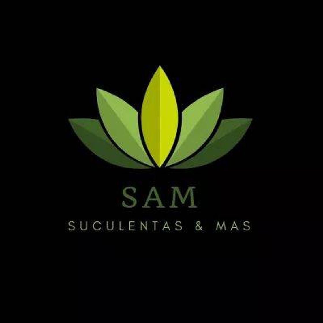 Social Sam - Suculentas y mas 