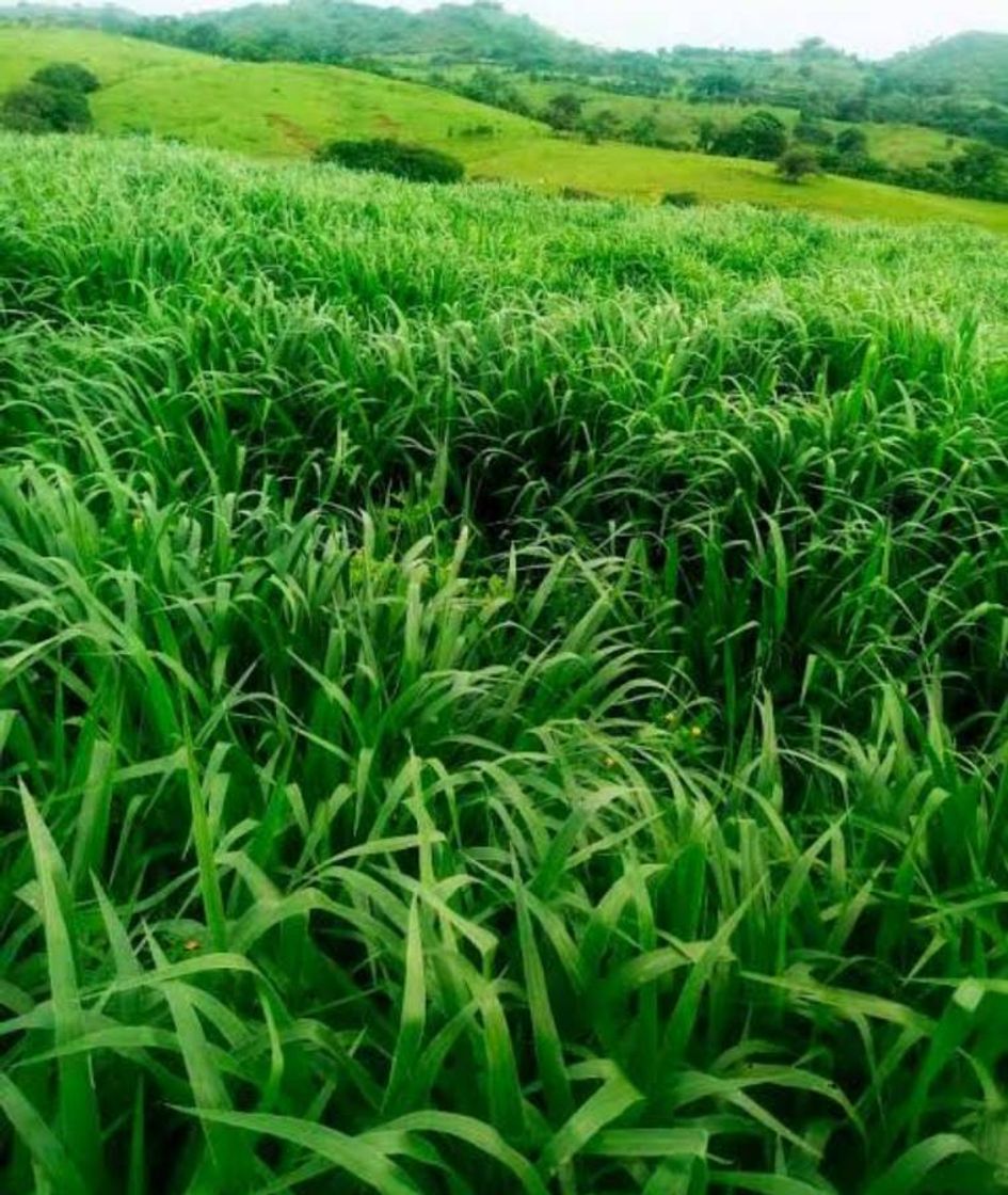 Social Pastos para siembra 