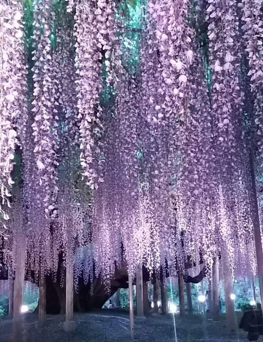 Place Ashikaga Flower Park