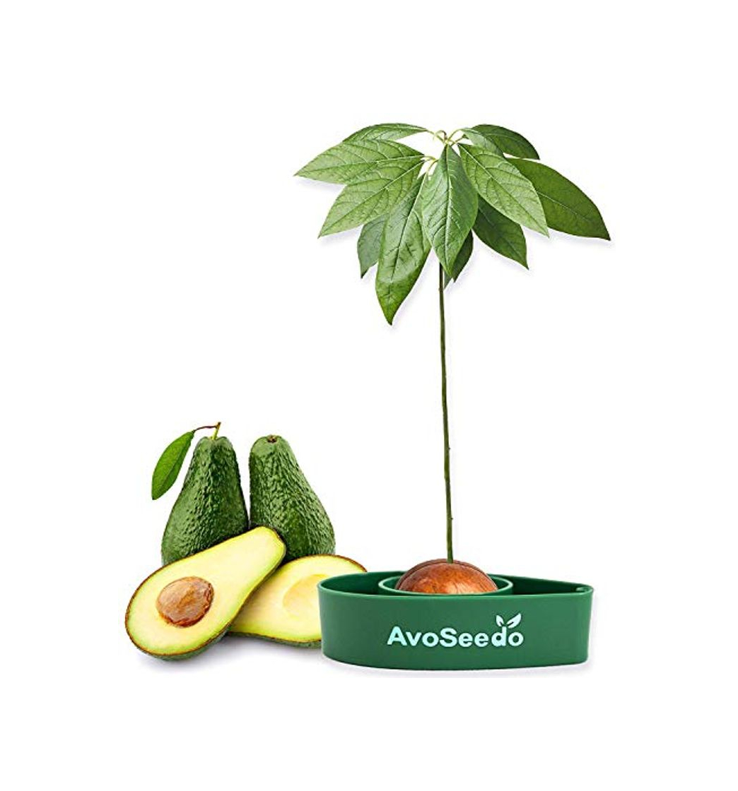 Product AvoSeedo Kit Jardineria para Aguacate