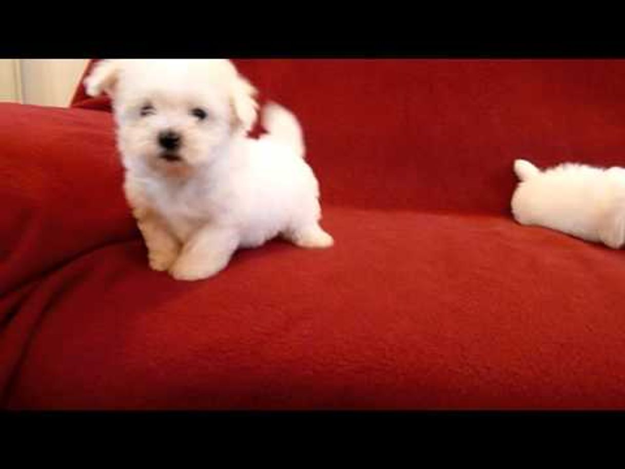 Moda PUI DE BICHON MALTESE 0725758099 - YouTube