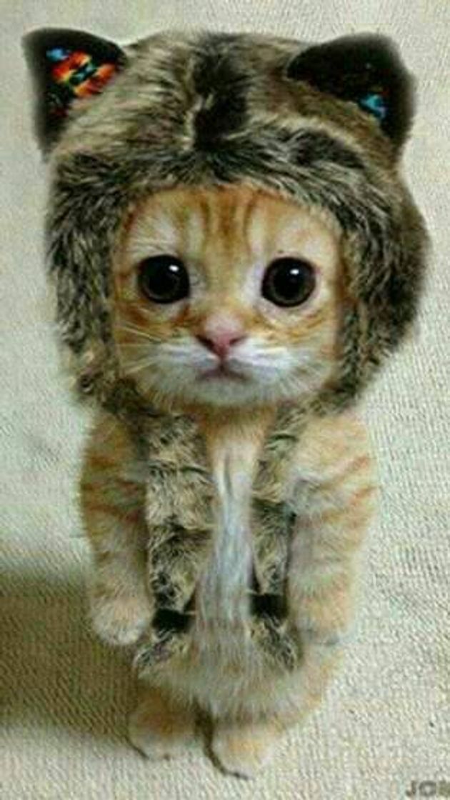Social Lindo gatito