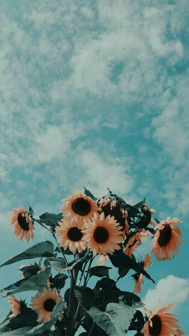 Moda Wallpaaper GIRASOL🌻