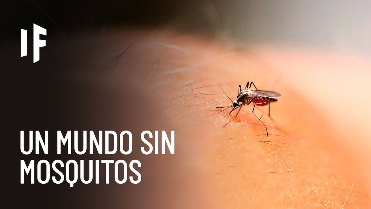 Moda ¿Qué pasaría si matáramos a todos los mosquitos? -Youtube