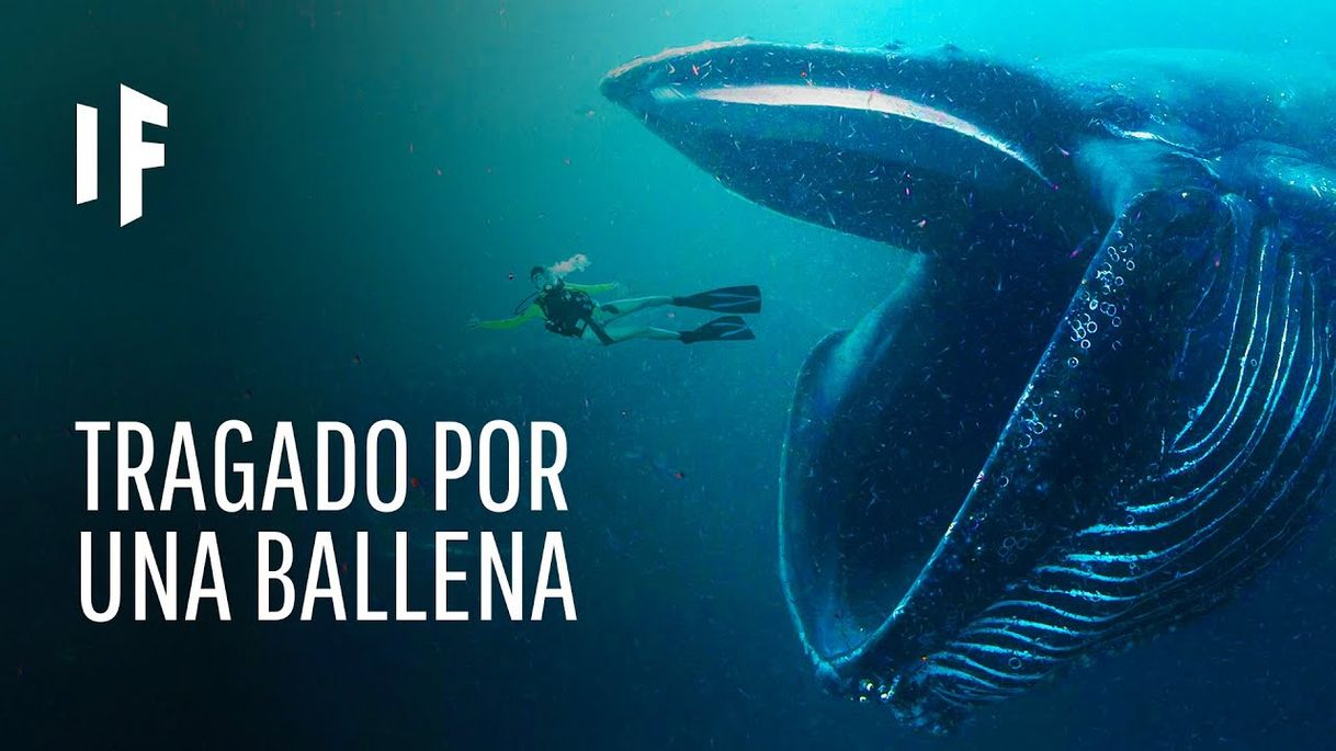 Moda ¿Qué pasaría si te tragara una ballena? - YouTube