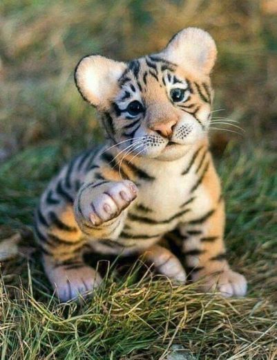 Tigre bebé 