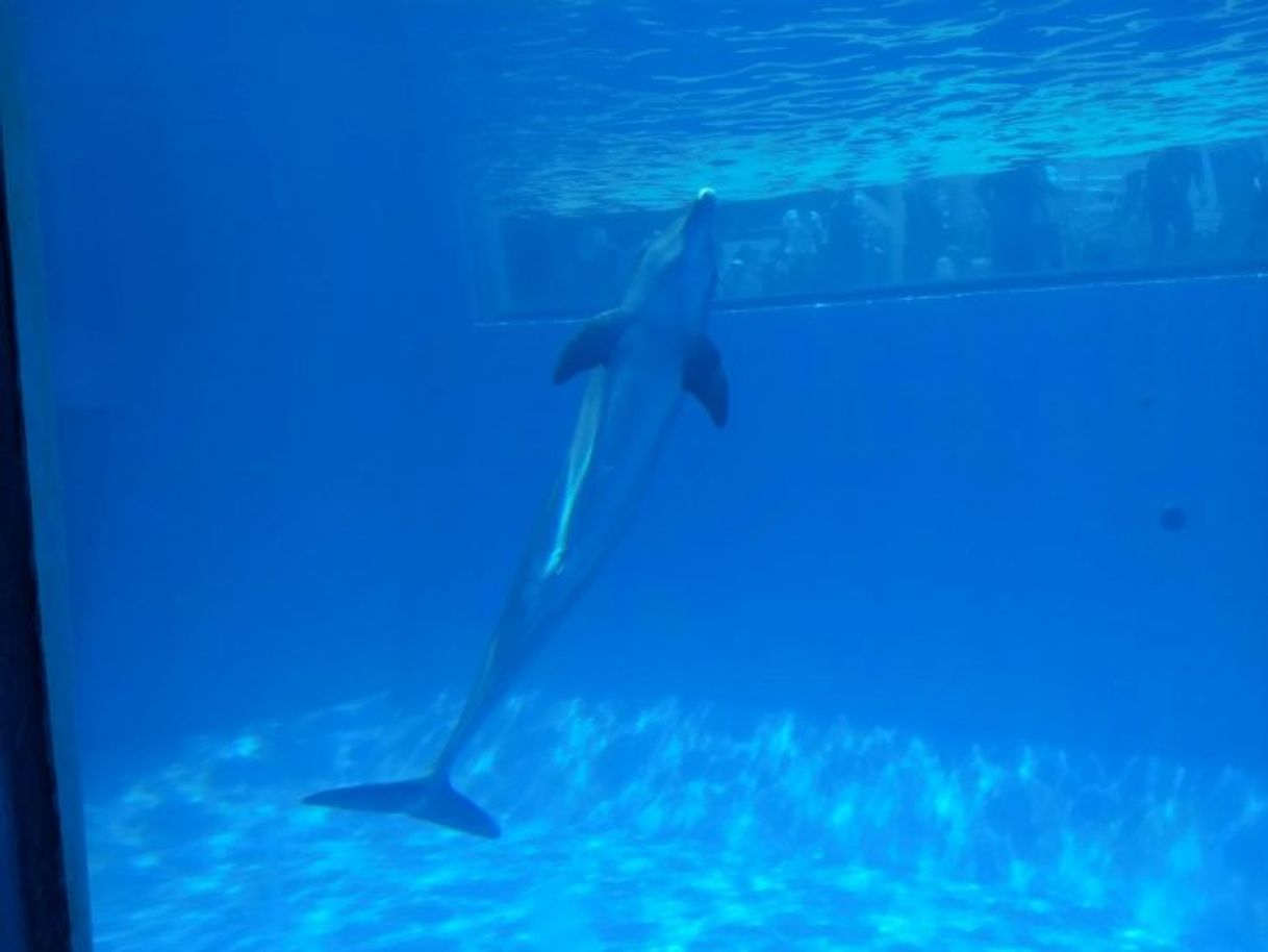 Lugar Acuario de Veracruz