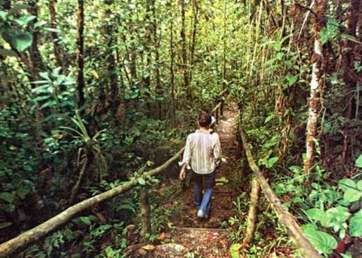Parque Nacional Podocarpus
