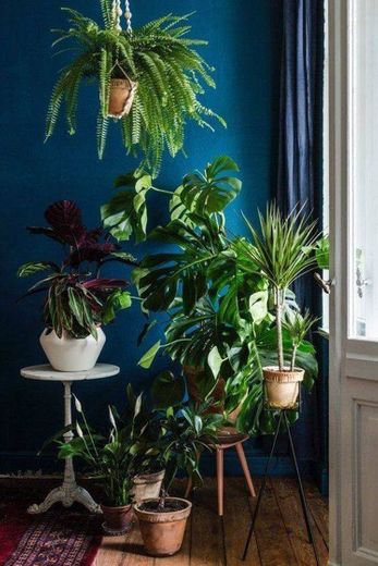Decoração com plantas lindas