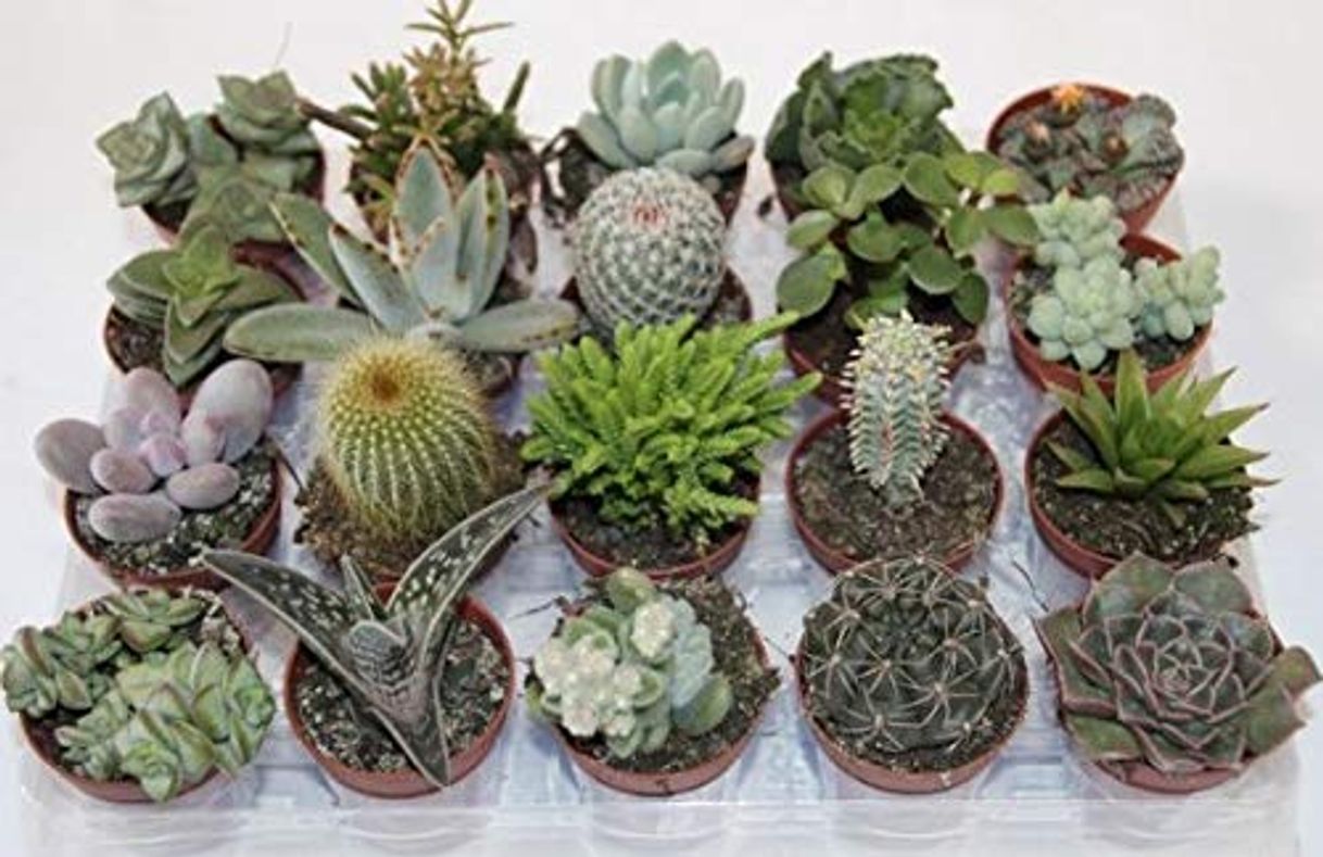 Social PCMOVILES 15 CACTUS NATURALES DIFERENTES EN MACETA DE 5CM