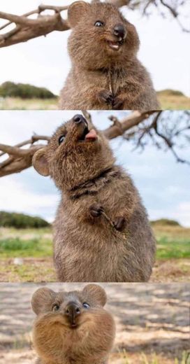 Quokka 