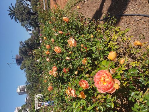 El Rosedal de Palermo