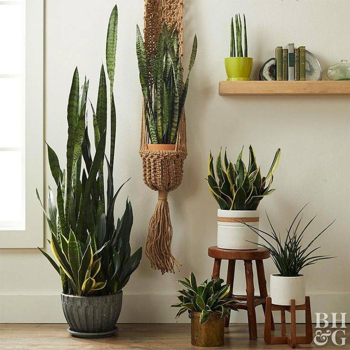 Social Plantas (decoração)