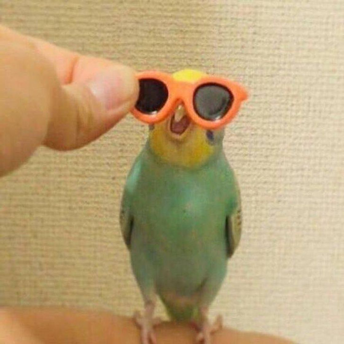 Fashion 🦜🕶