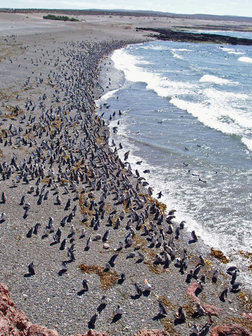 Lugar Punta Tombo