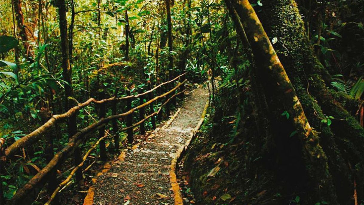 Lugar Biotopo del Quetzal