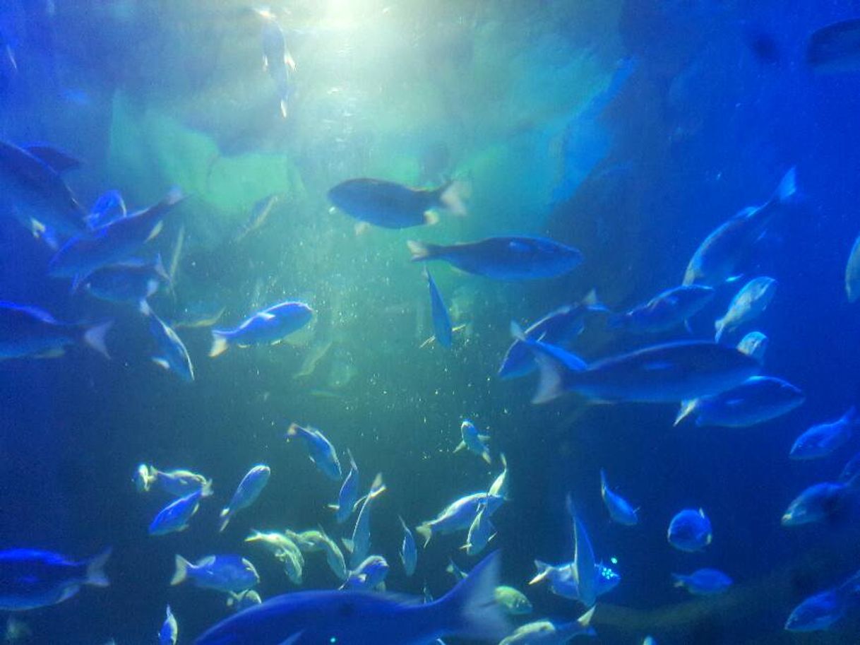 Place Acuario del Bajío