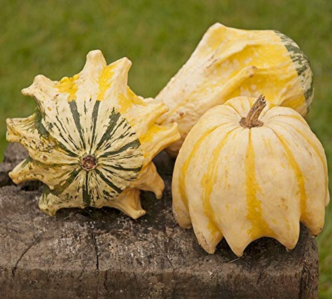 Productos Semillas de calabaza 'Corona de espinas'