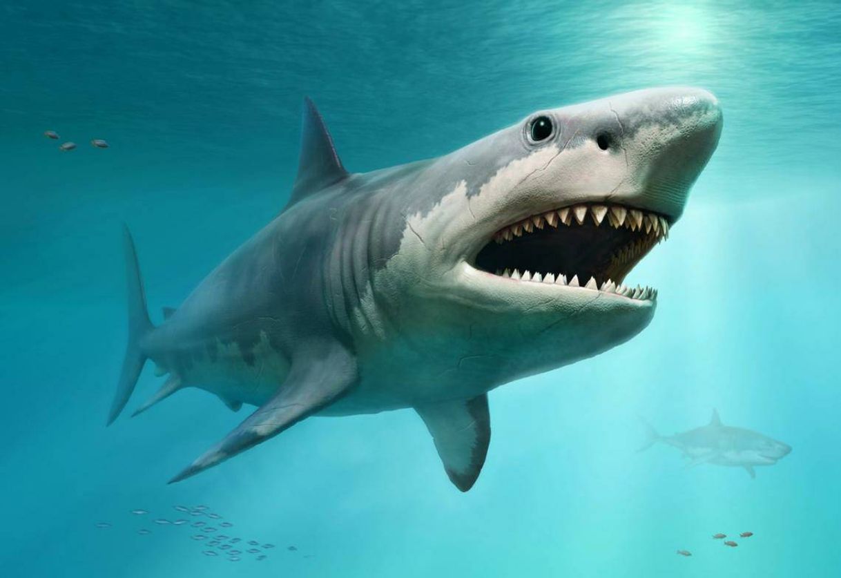 Movie Jaws