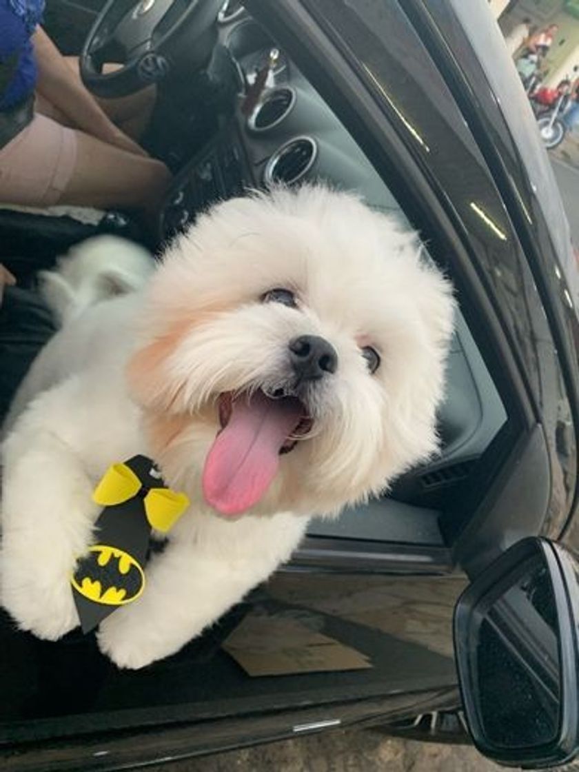 Social Pet Shop Saúde Animal™️