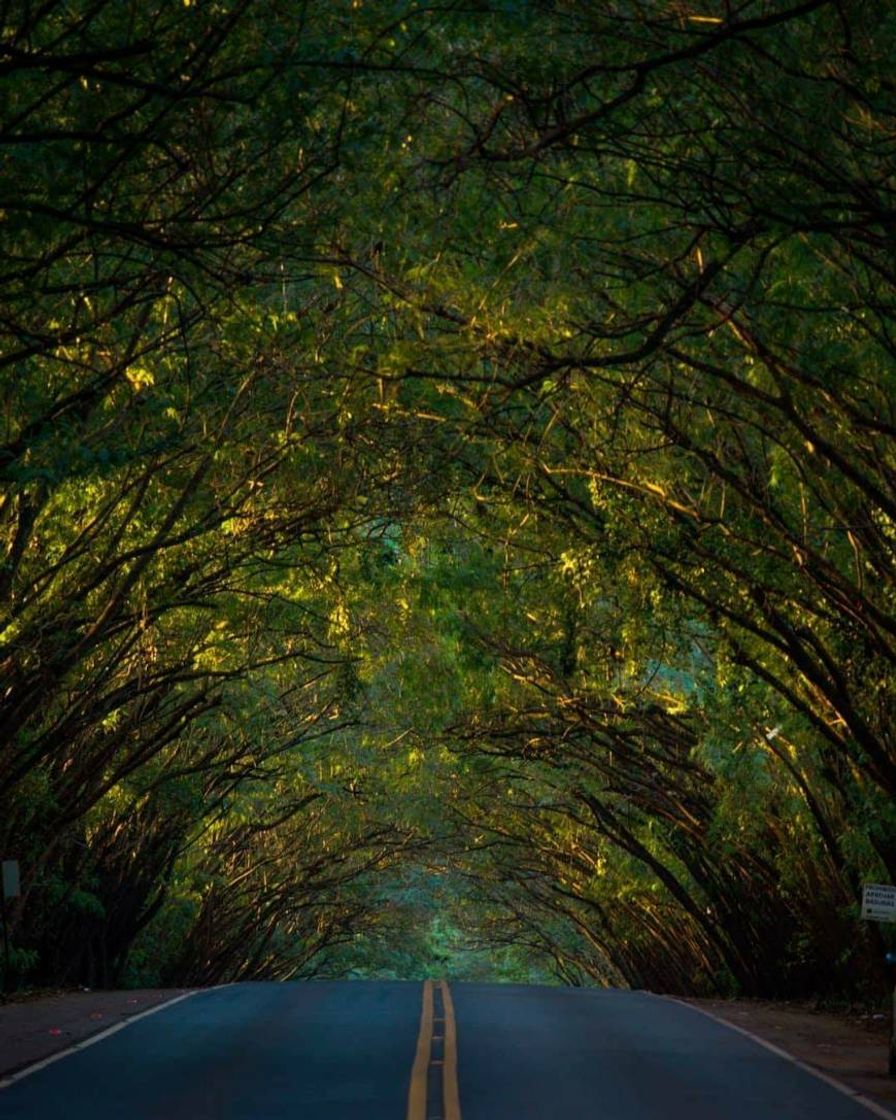 Place "Túnel de Árboles" de Santa Rita