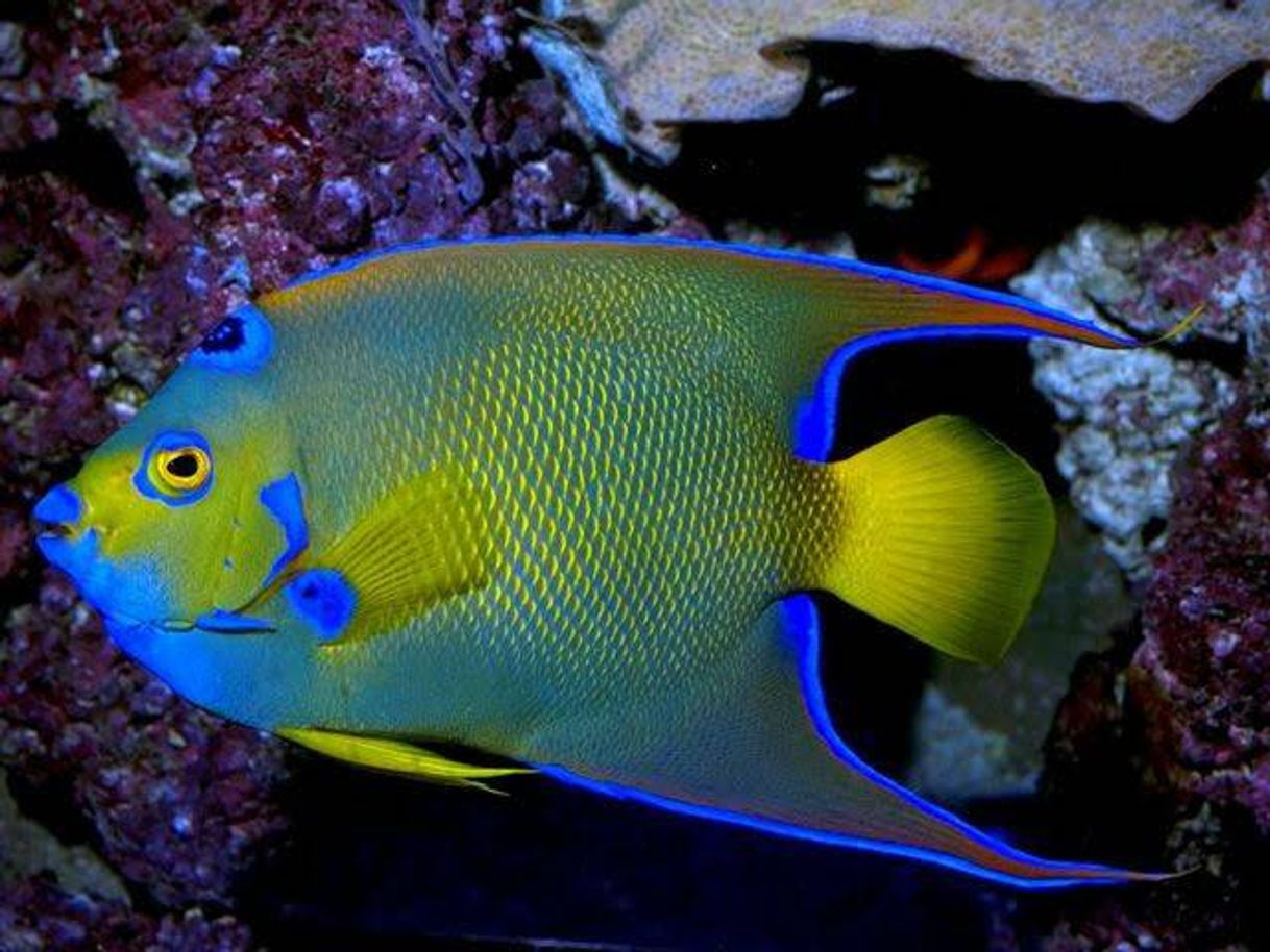 Fashion Conhecendo a biodiversidade marinha no Brasil 