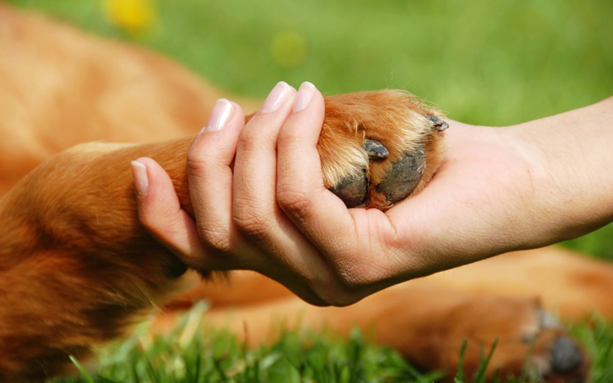 Moda Ayuda a animales