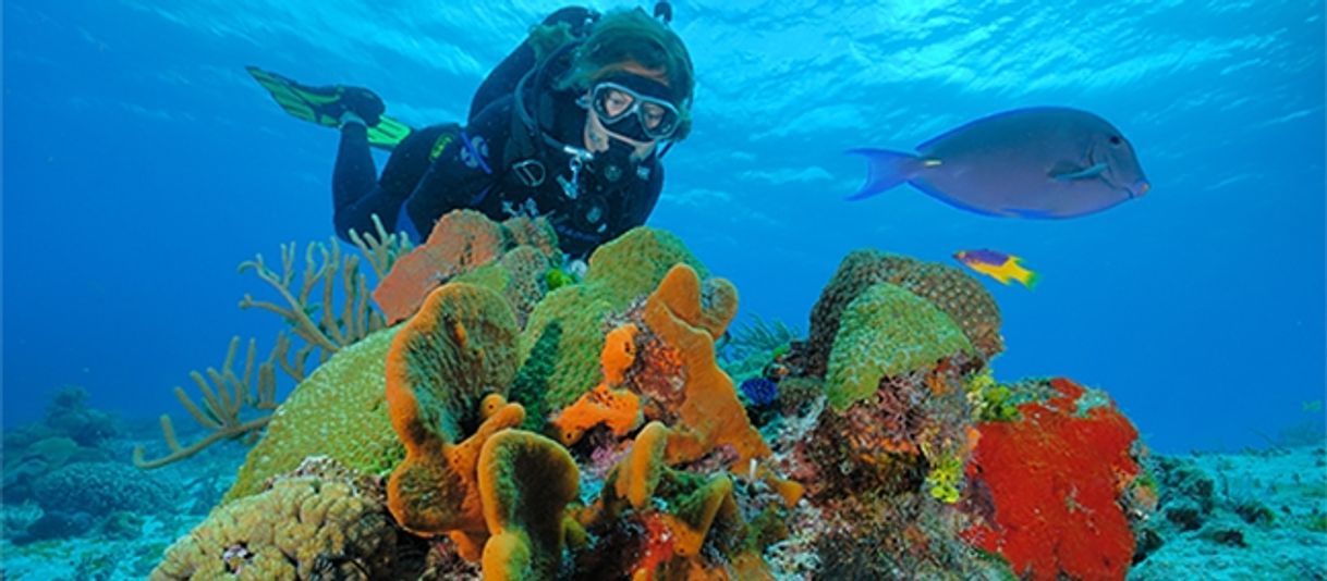 Lugares Parque nacional Arrecifes de Cozumel