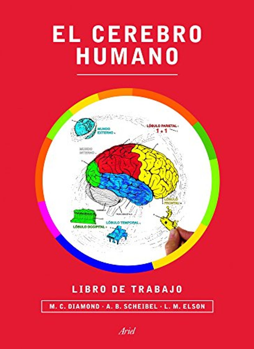 Libros El cerebro humano. Libro de trabajo