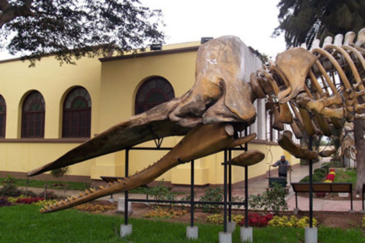 Place Museo de Historia Natural