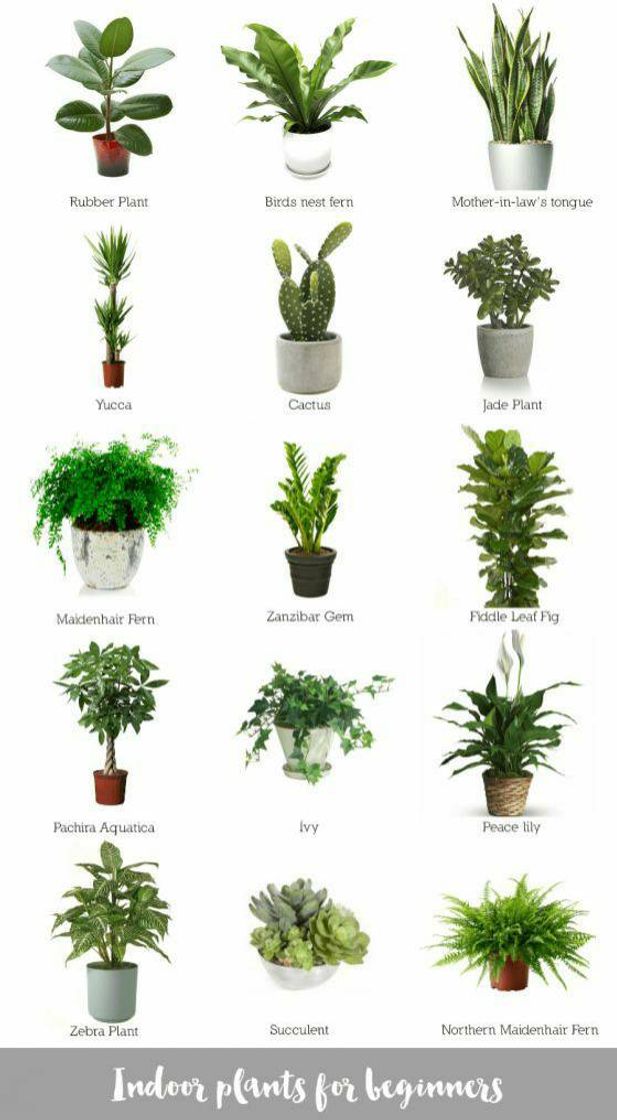 Moda Plantas ideales para tener dentro de casa