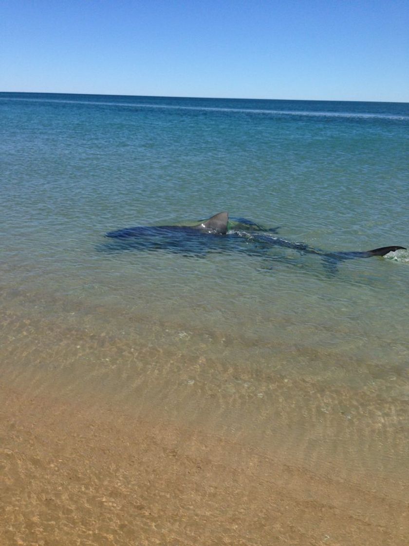 Moda Shark Bay