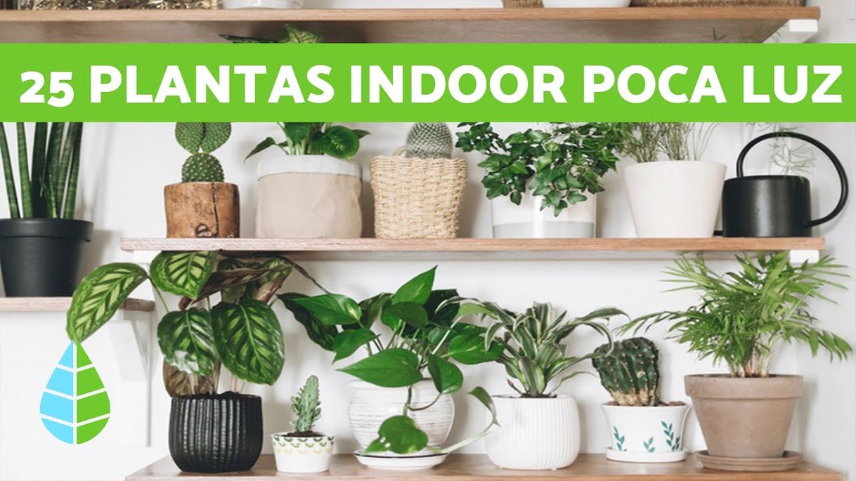 Moda +25 PLANTAS de INTERIOR RESISTENTES con POCA LUZ ...