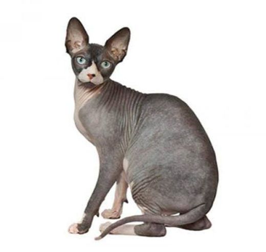 SPHYNX