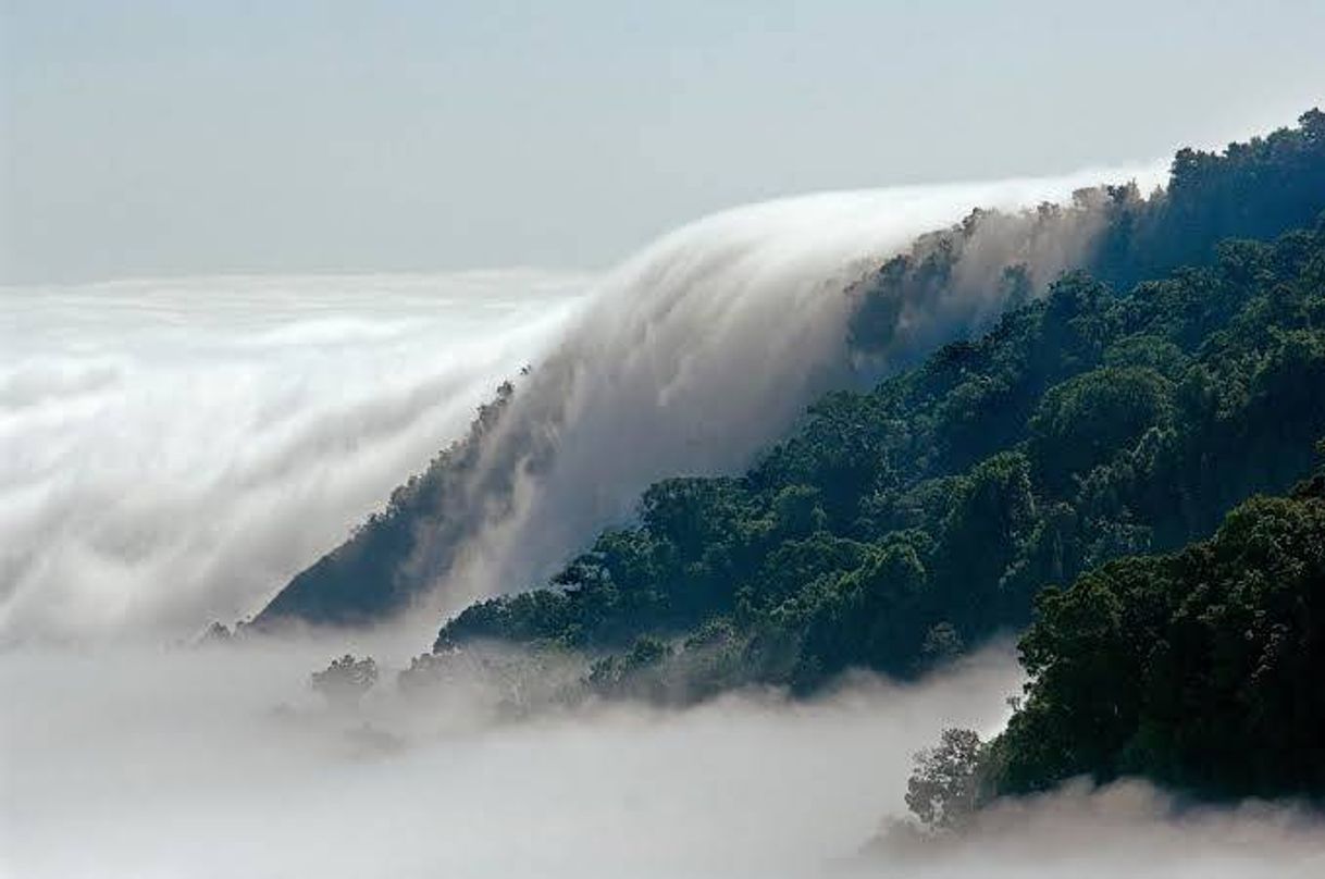 Place Santuario Del Bosque De Niebla