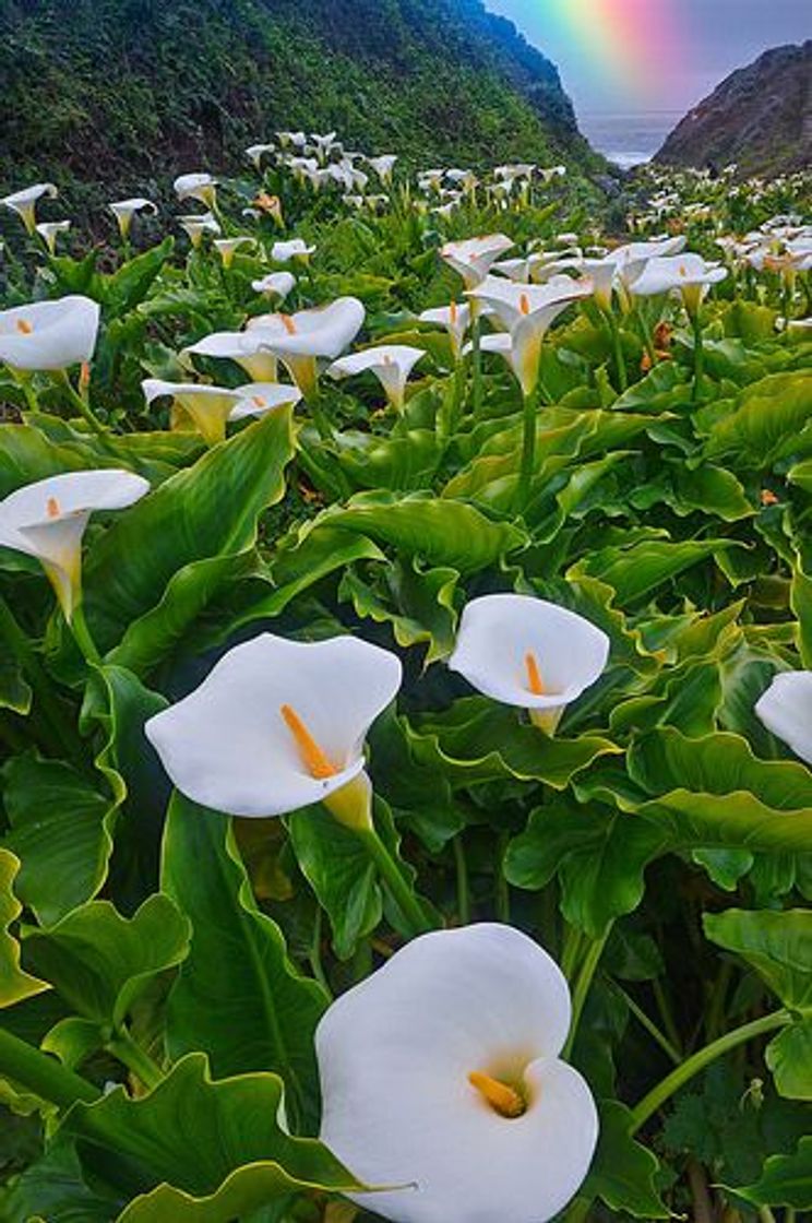 Moda Flor de alcatraz