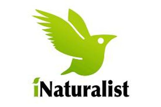 Naturalista