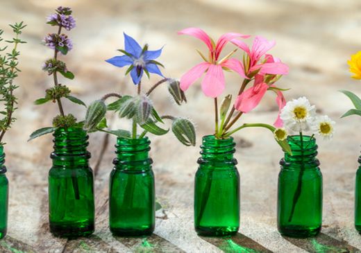 Sabiduría Herbal - Blen - Planta en tu Vida