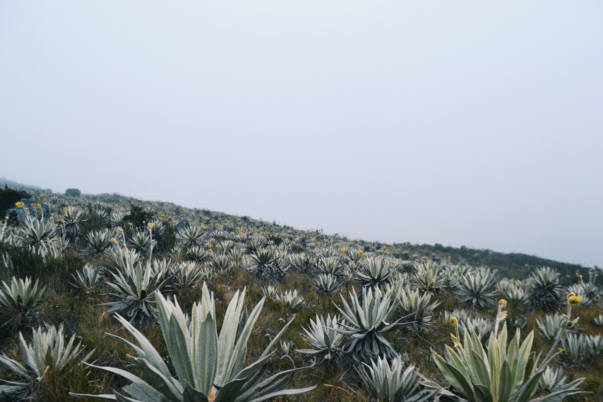 Place Parque Nacional Natural Chingaza