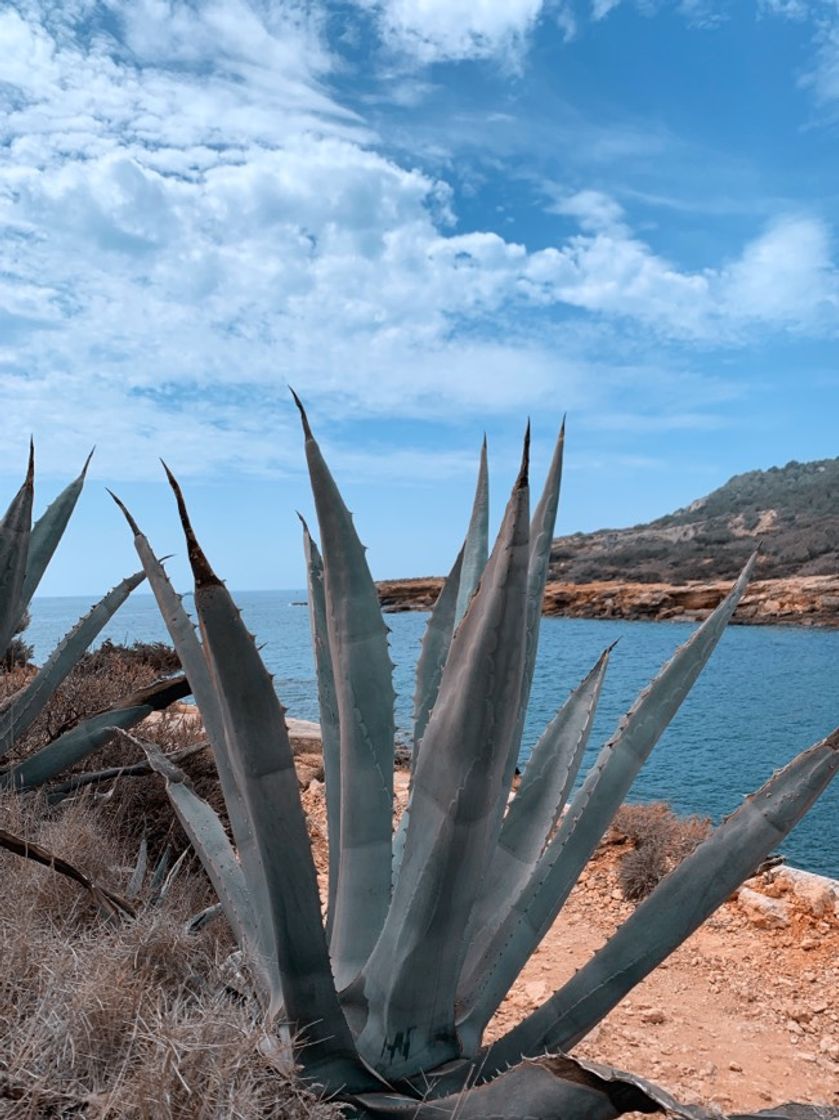 Lugar Ibiza