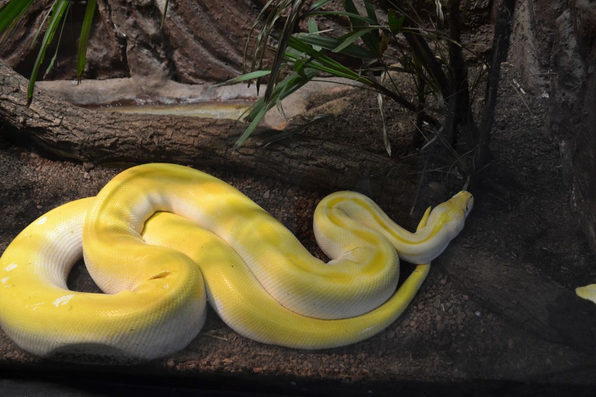 Lugar Zoológico De Morelia Herpetario