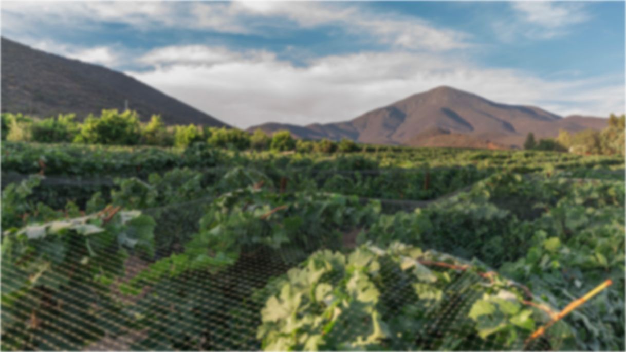 Lugar Viñedos Casa Baloyán