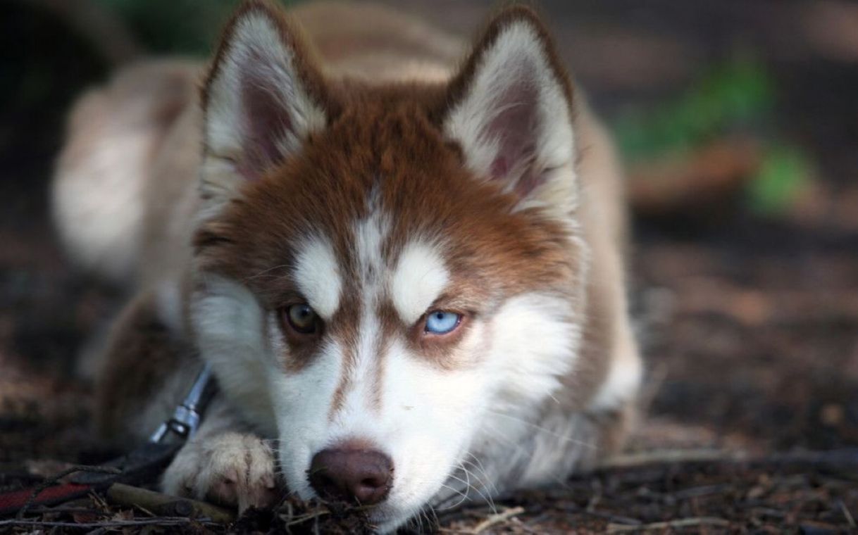 Moda Husky Siberiano 