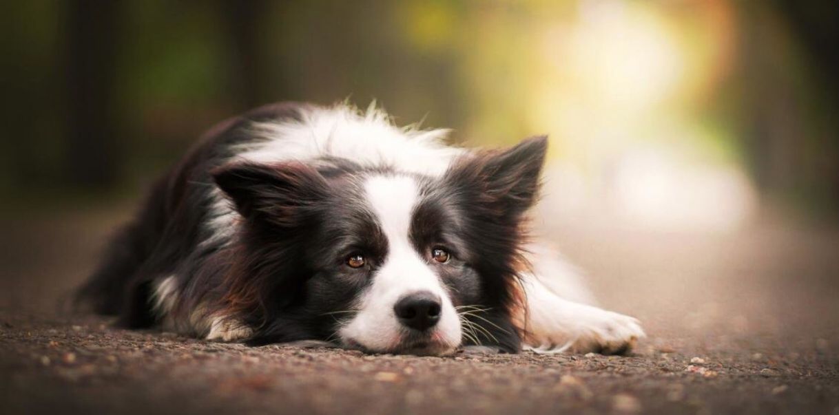 Moda Border Collie