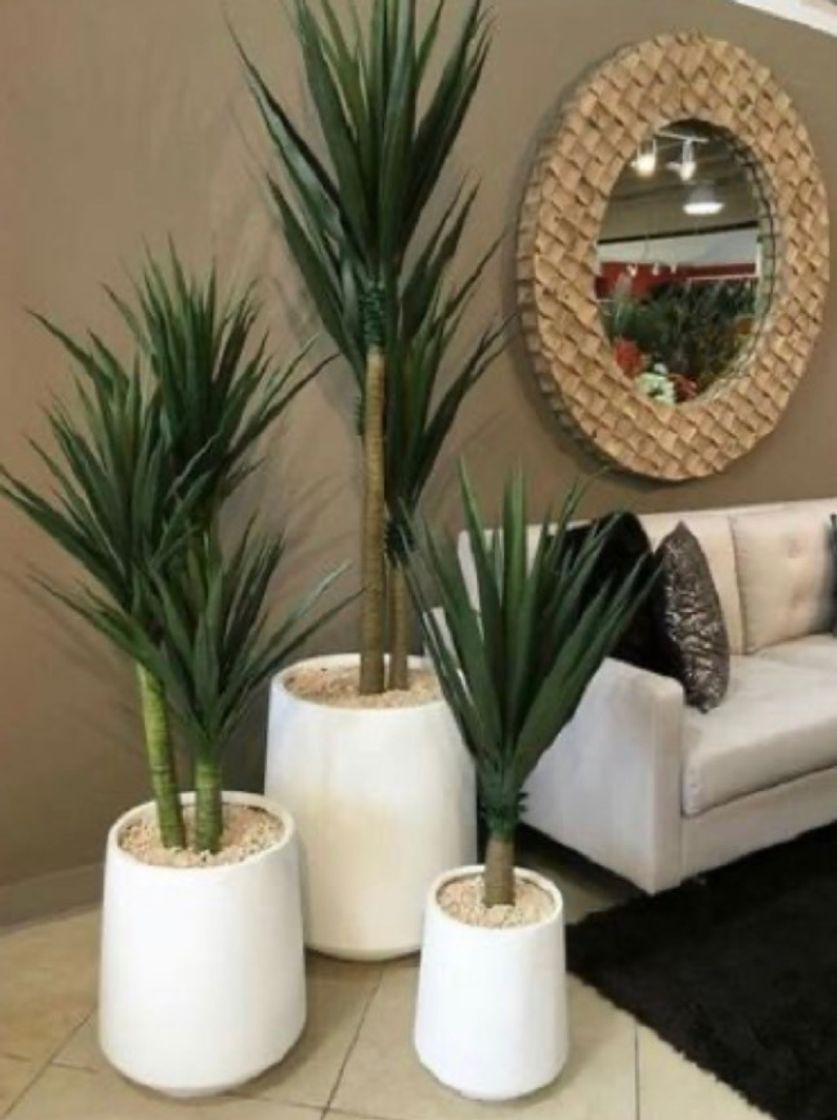 Social PLANTAS