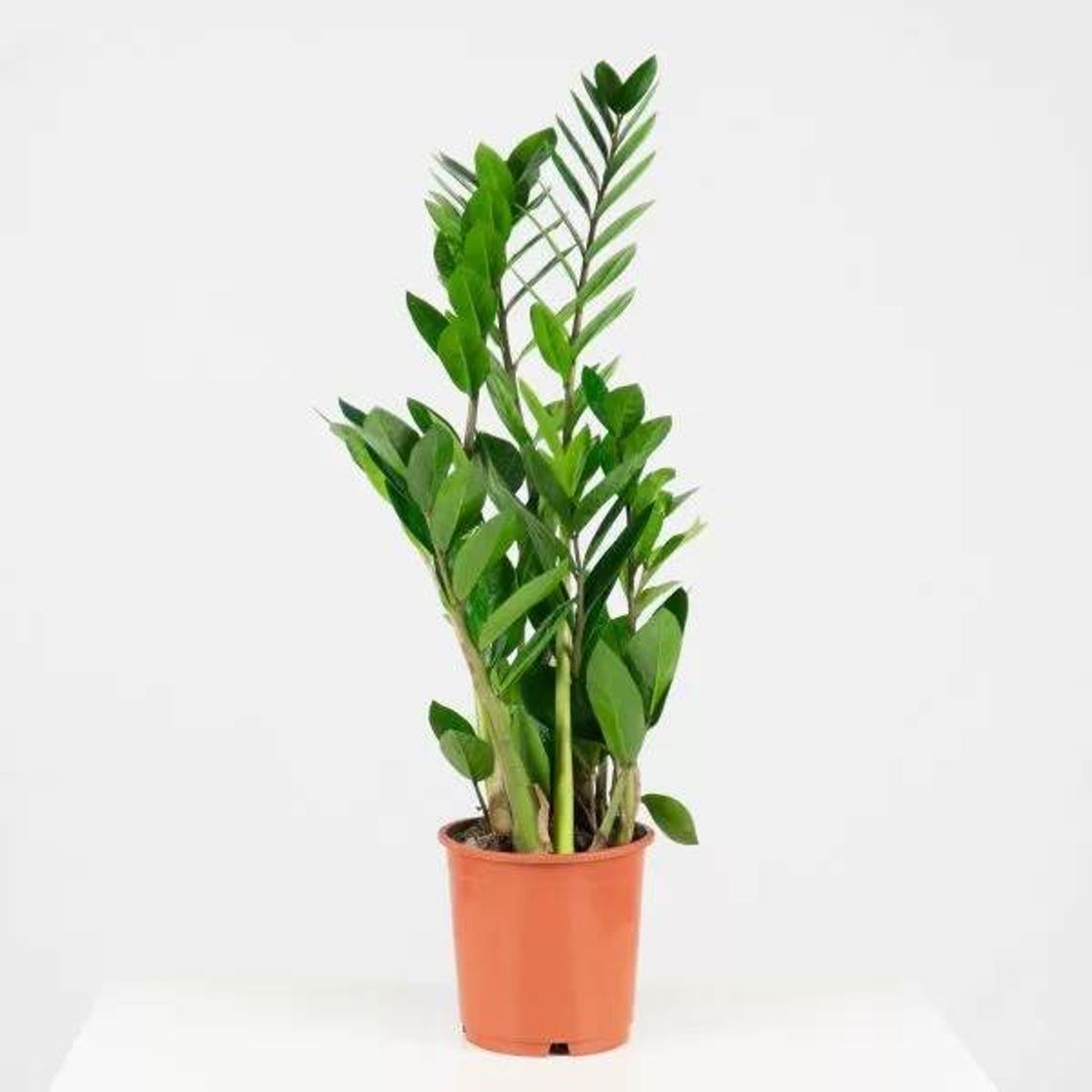 Social Zamioculca zamiifolia